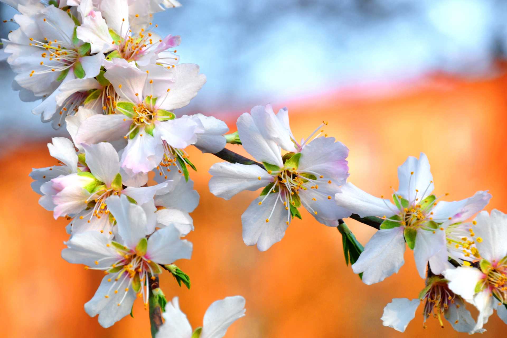 almond blossom