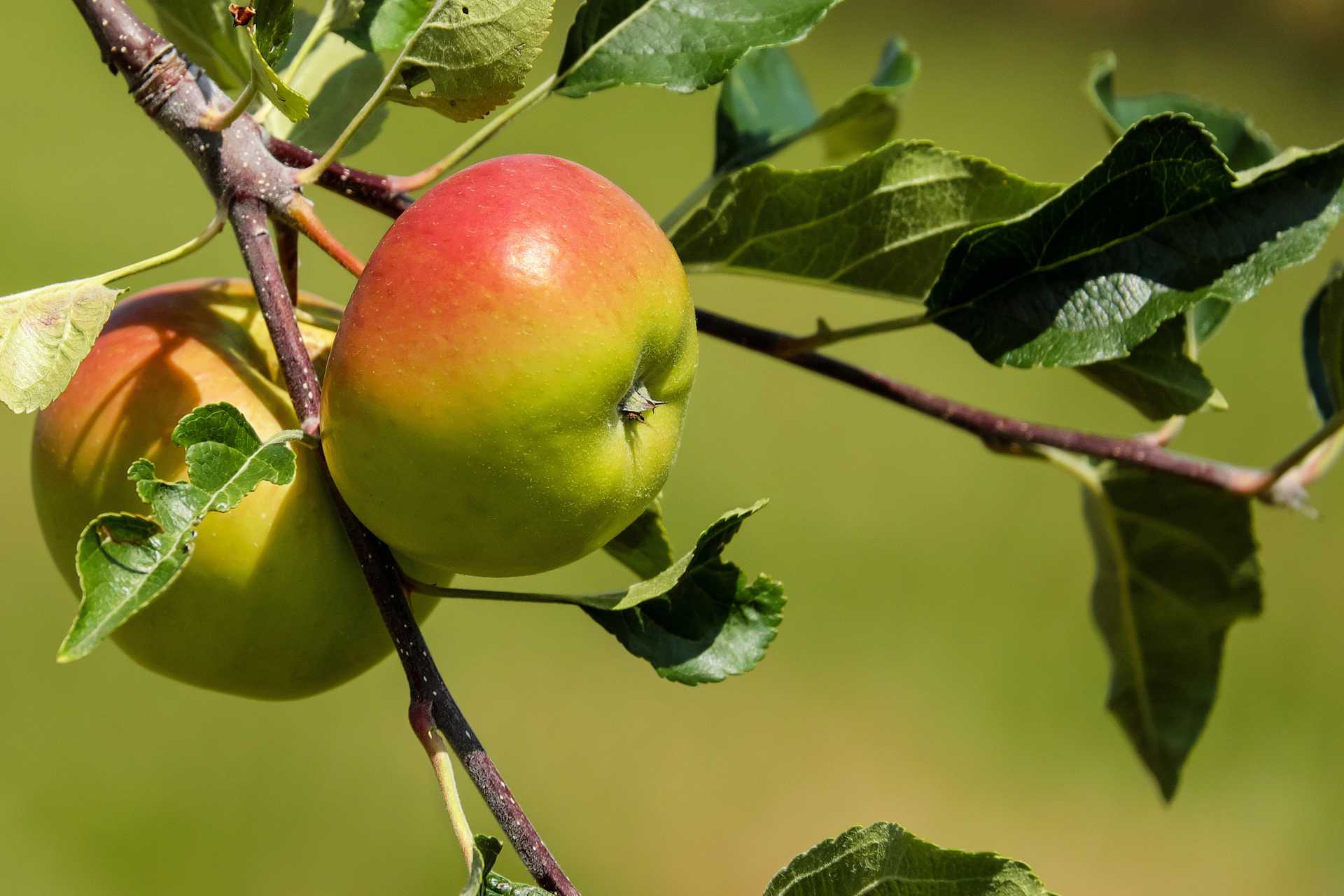 apple on branch