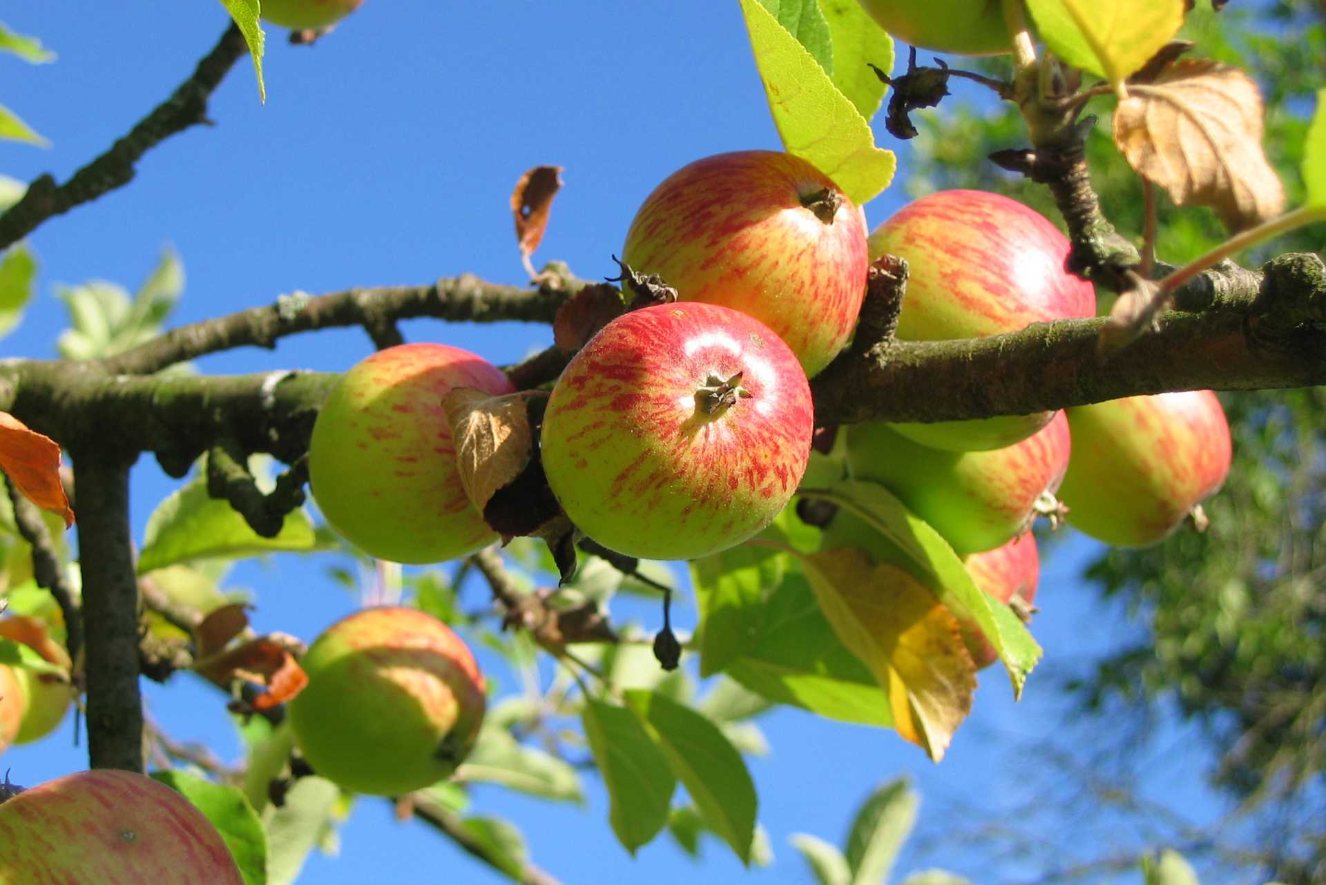 apple tree