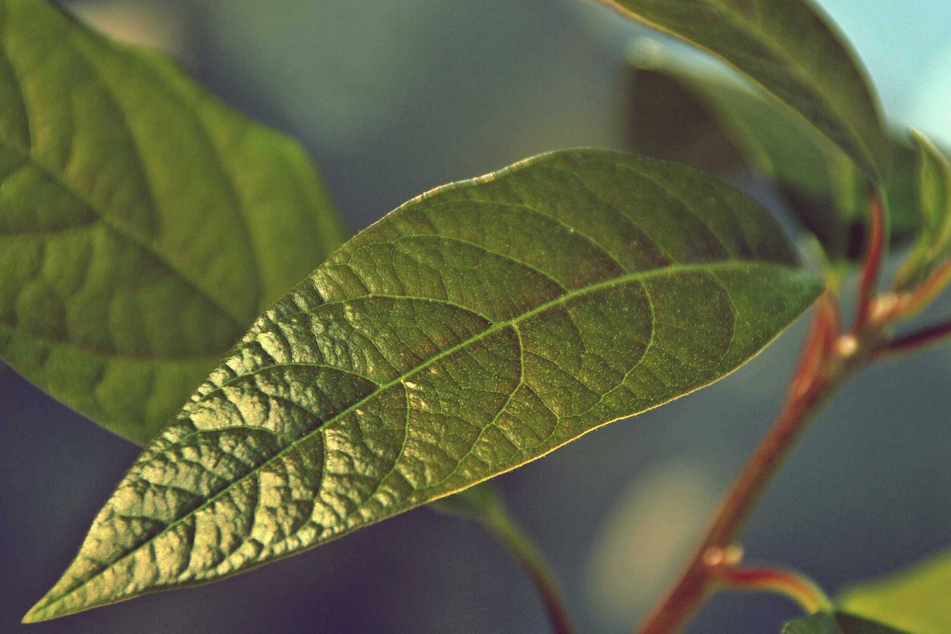 avocado leaf