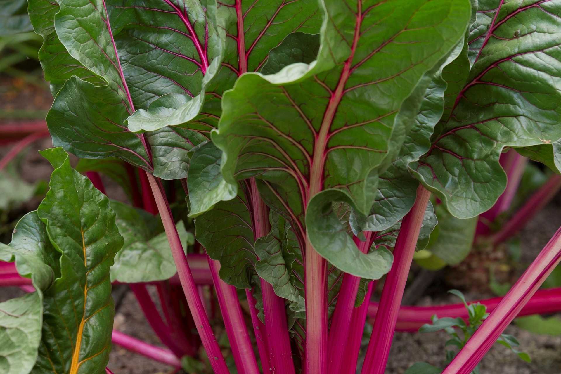 beetroot