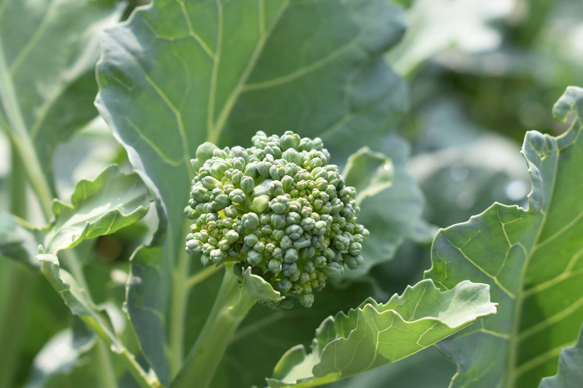 broccoli plant