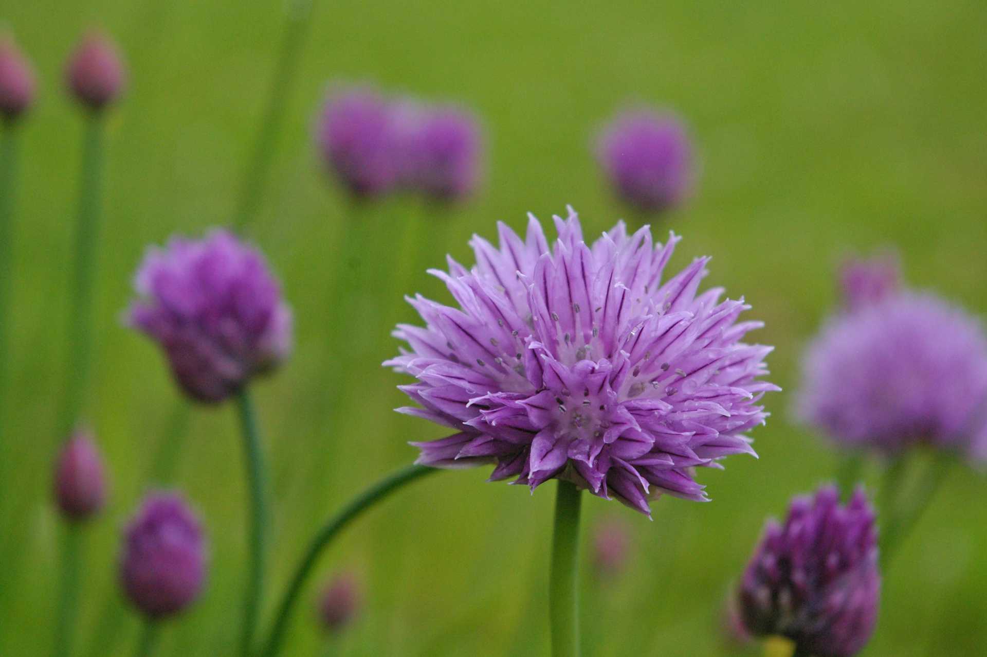 chives