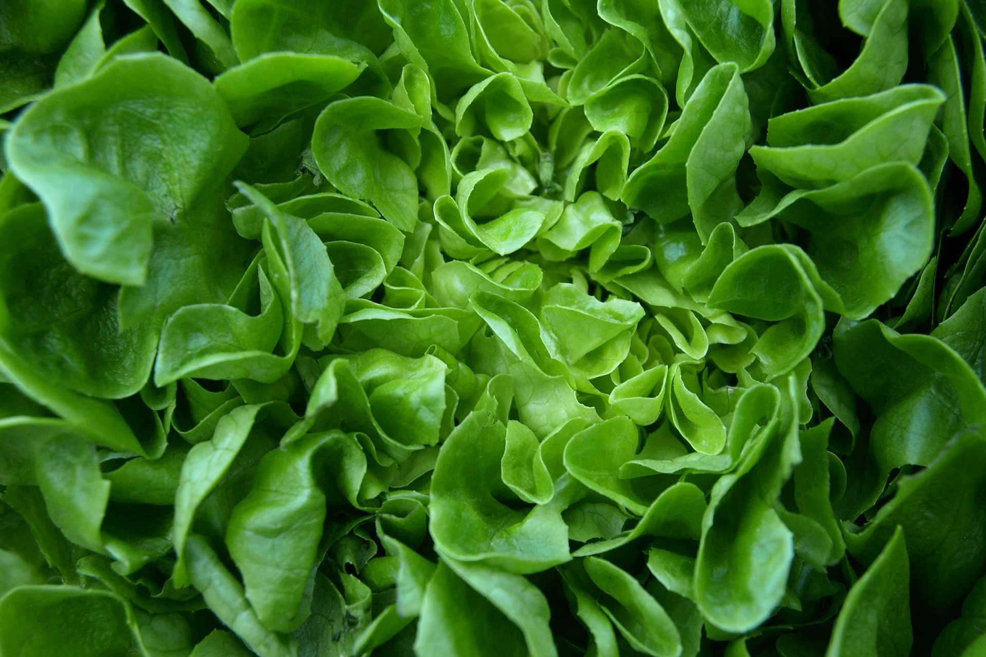 cos lettuce