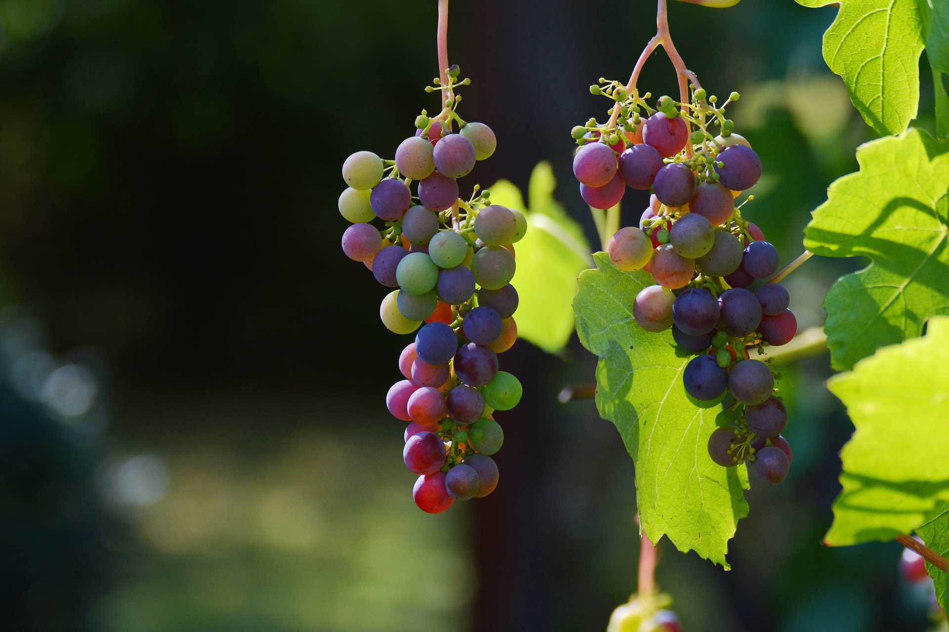 hanging grapes