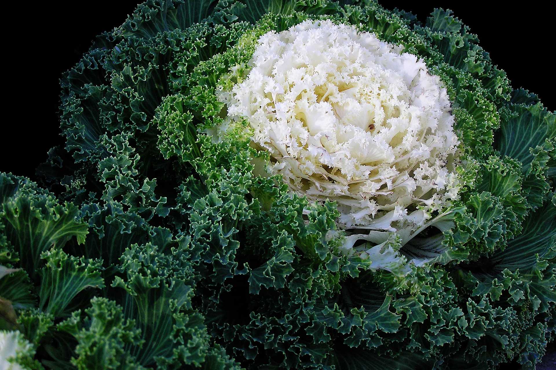 greens