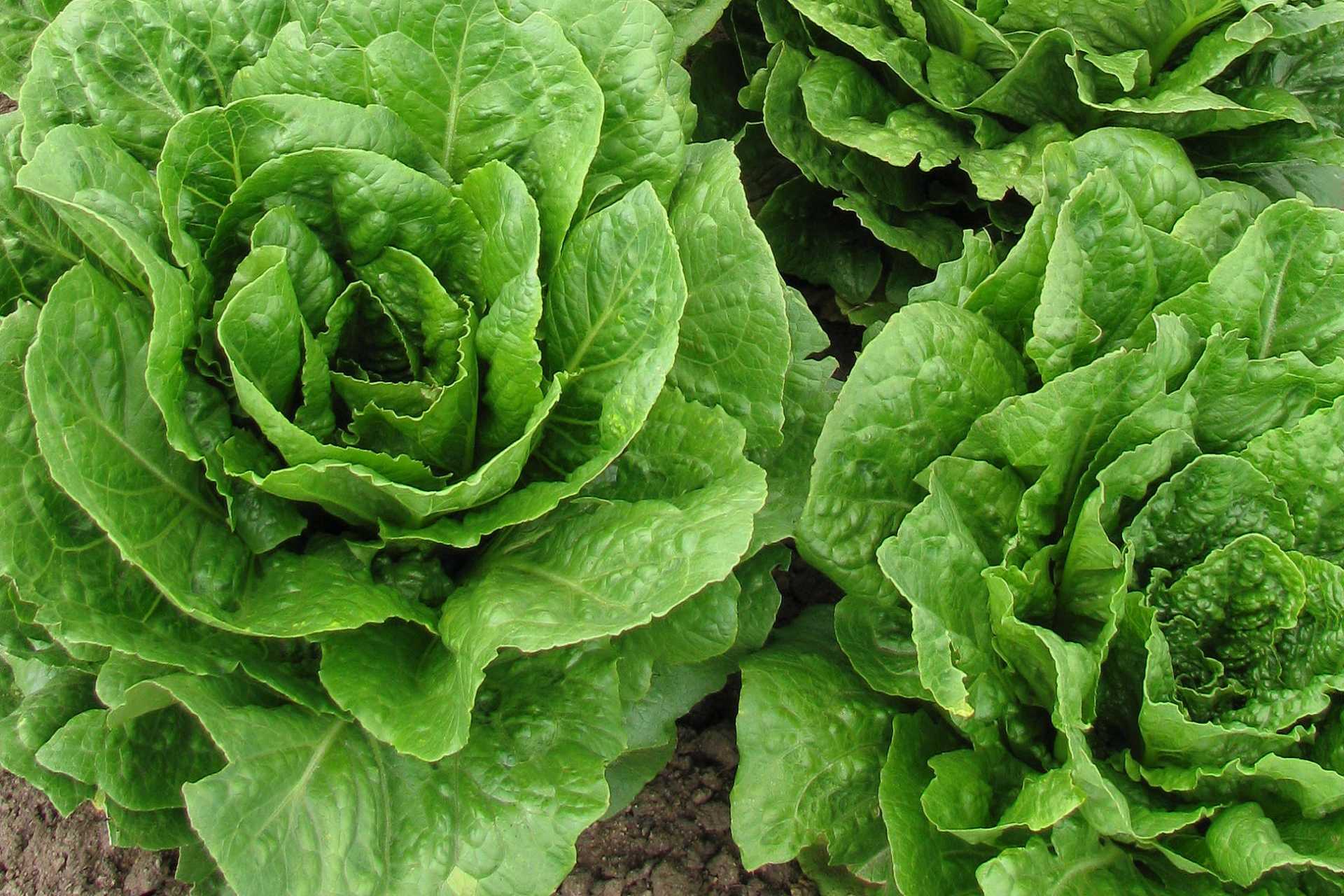 cos lettuce