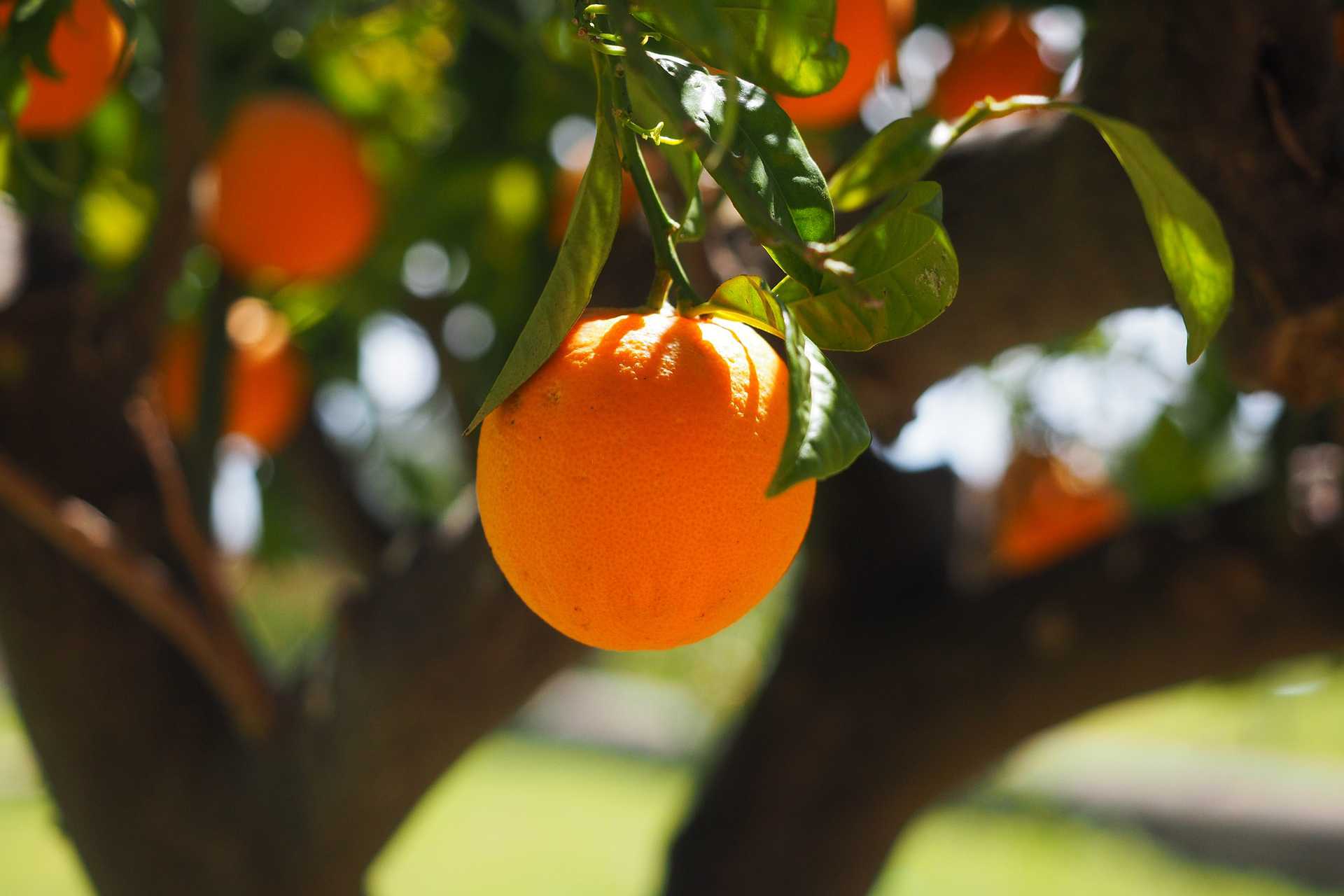 orange on tree