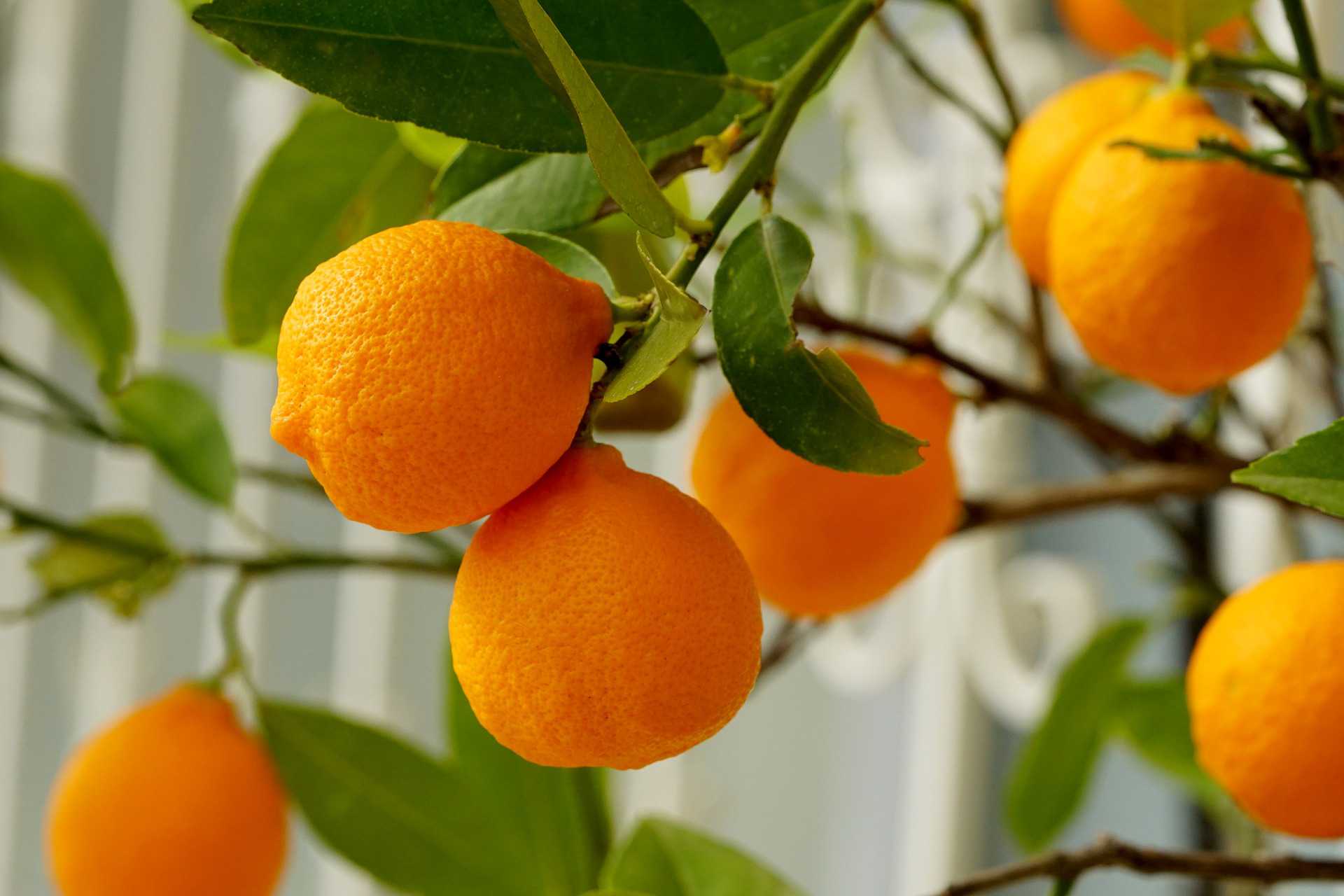 oranges