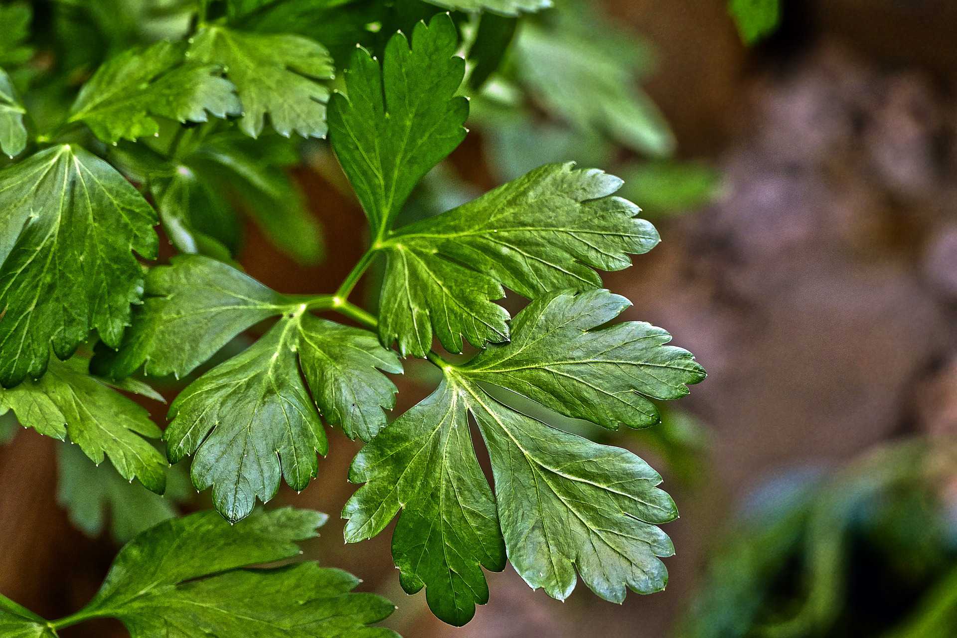 parsley