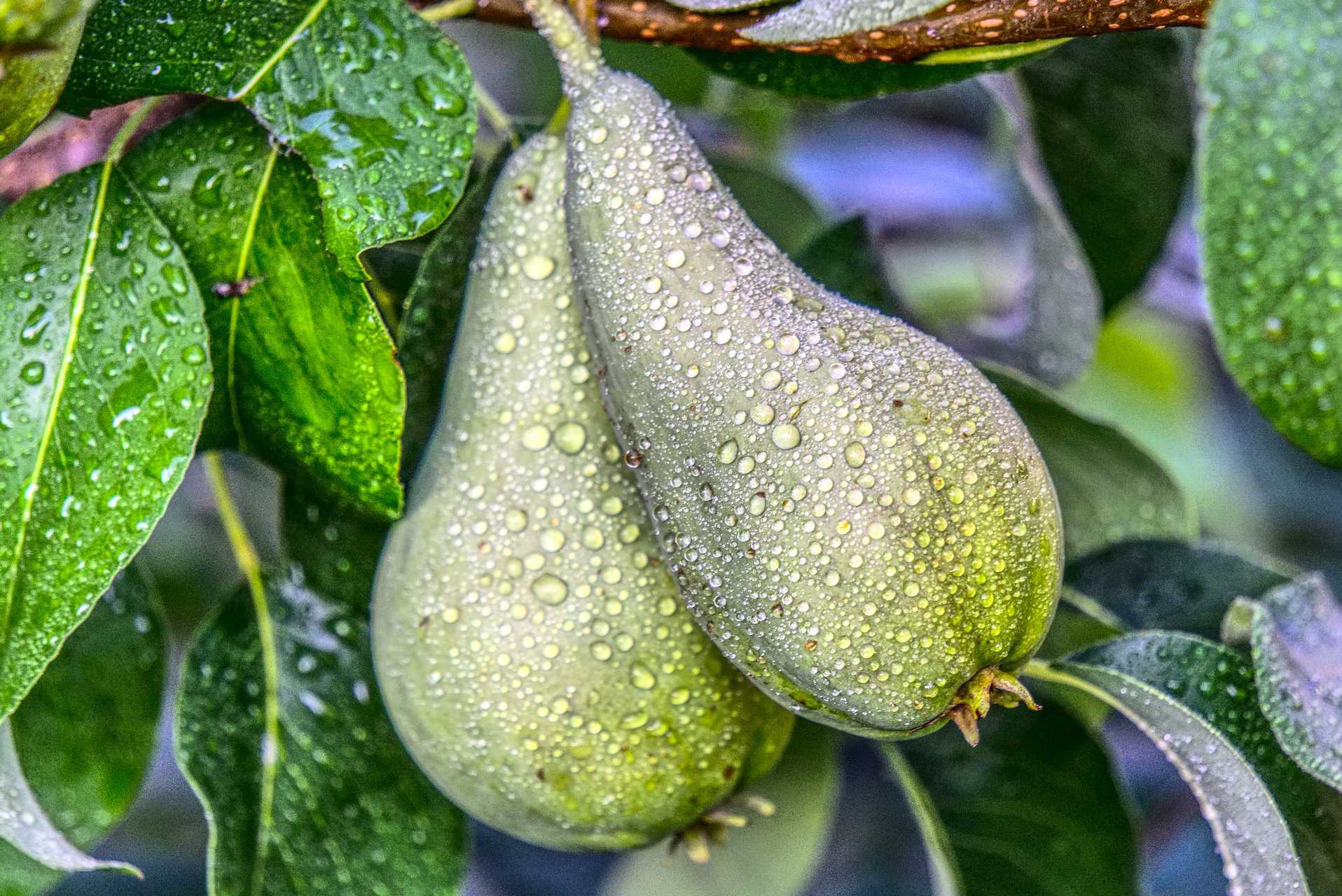 pears