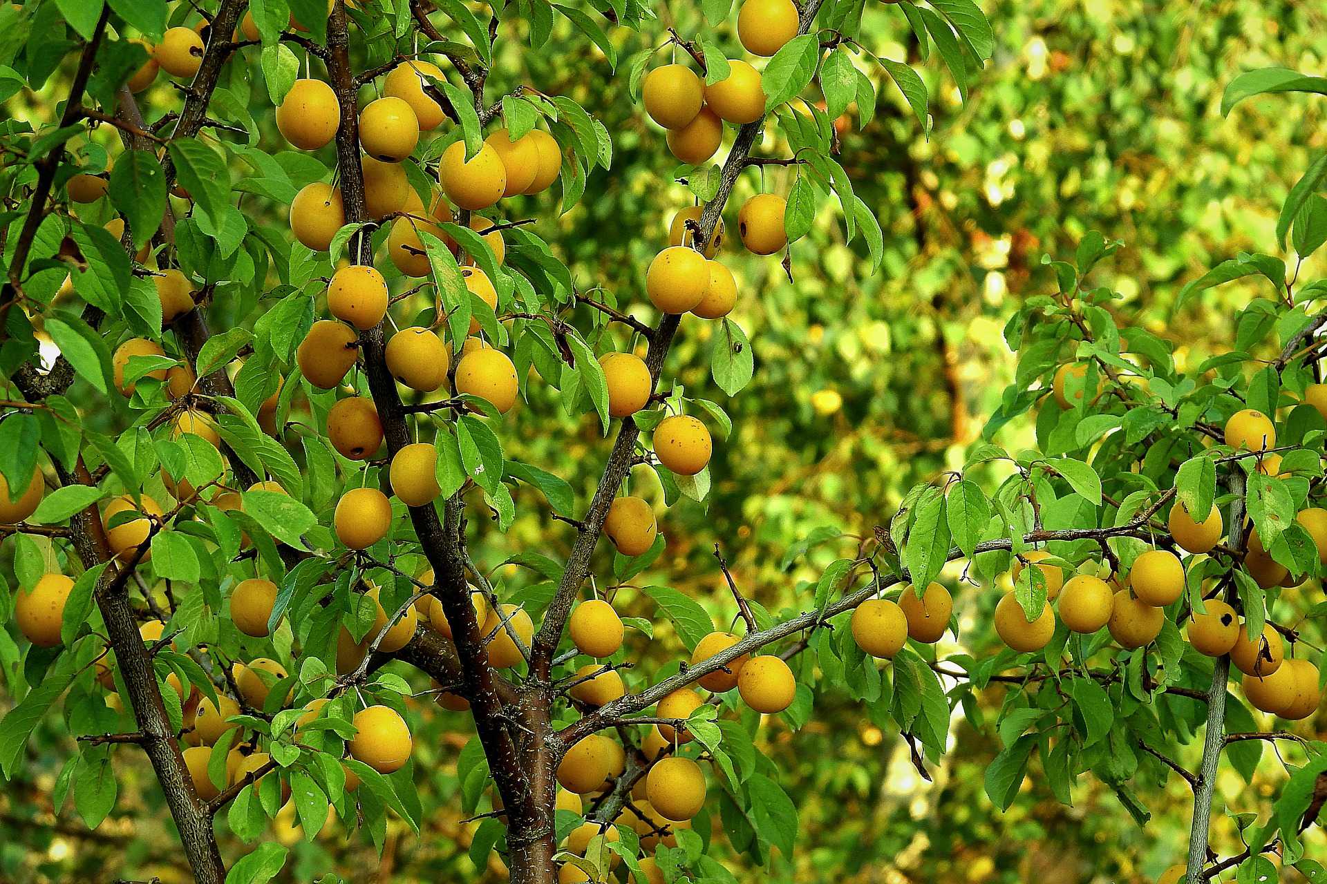 plum tree