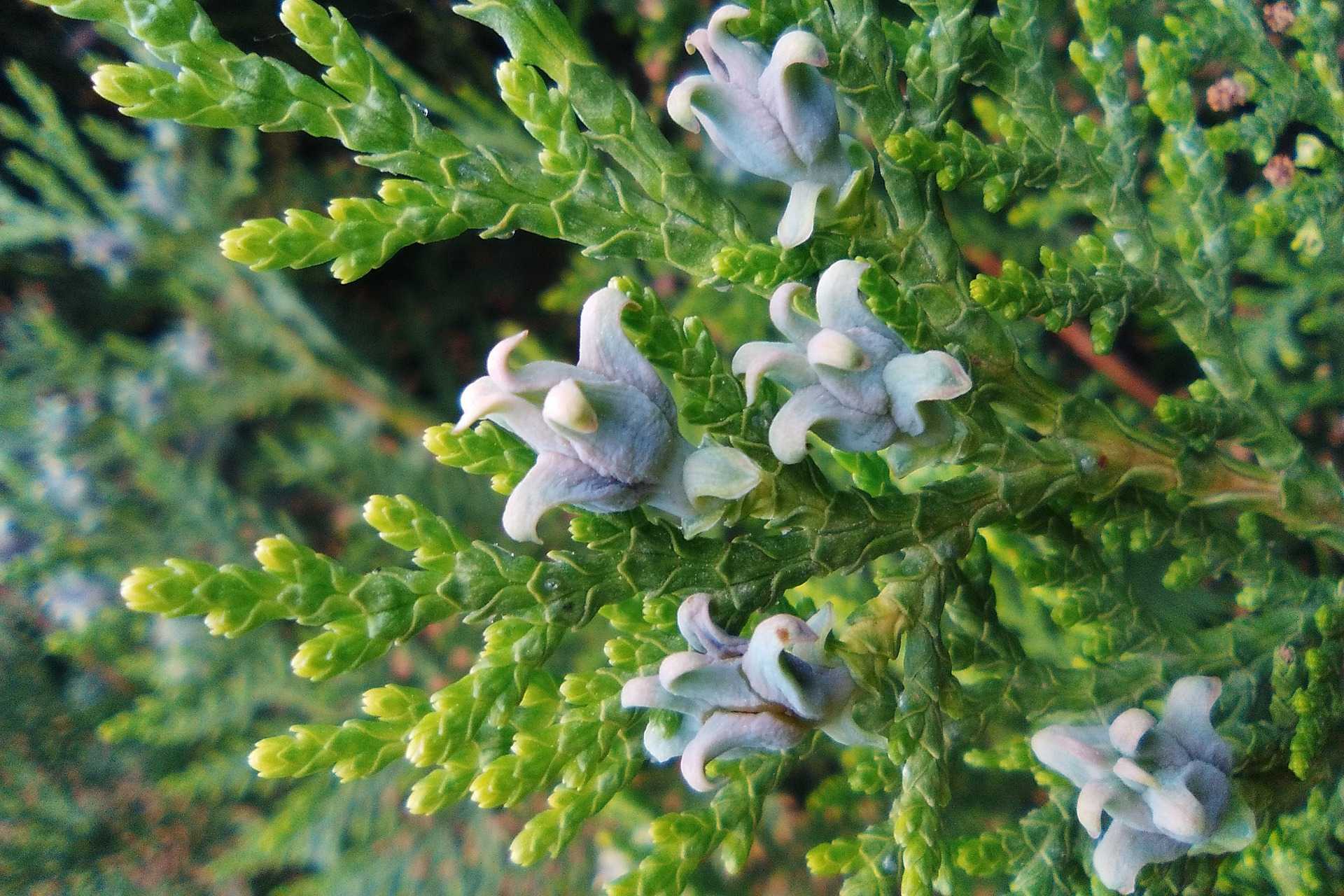 thuja