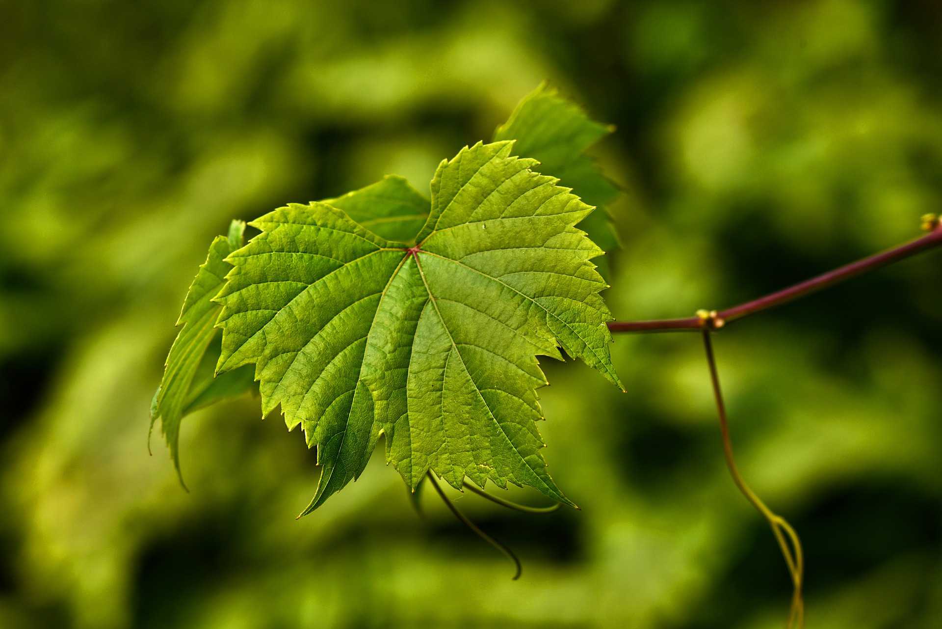 vine leaves