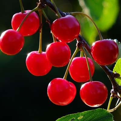 cherries