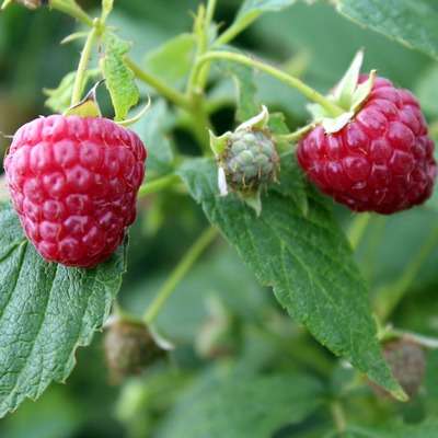 raspberries