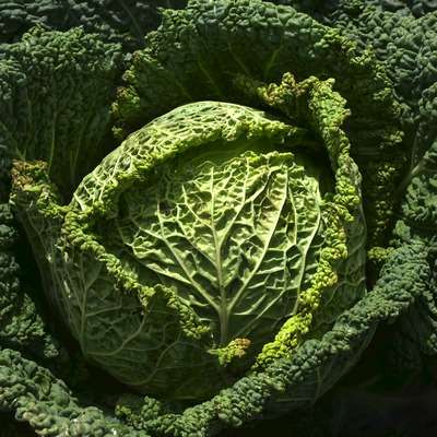 savoy cabbage