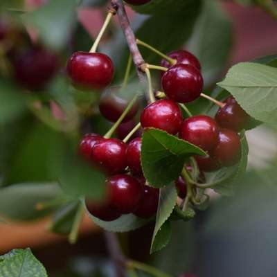 sour cherry